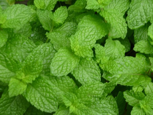 Organic - x,