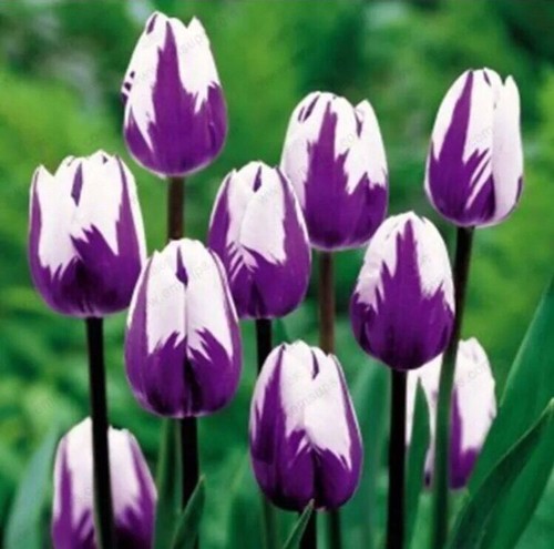 Purple white tulip - purple,