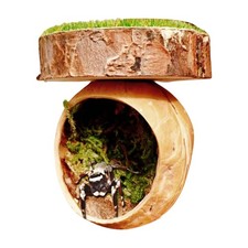 Spider Hide Magnetic Jumping