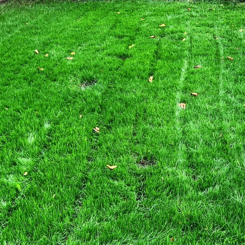 Xtreme green turf type tall - green,