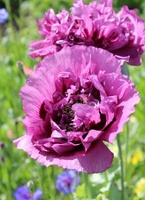 Poppy Papaver Double – 4000