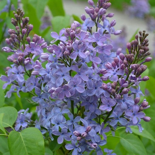 Wonderblue lilac seeds tree - 25,
