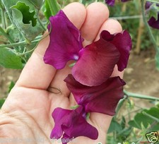 GIANT SWEET PEA SEEDS XXL SIZE