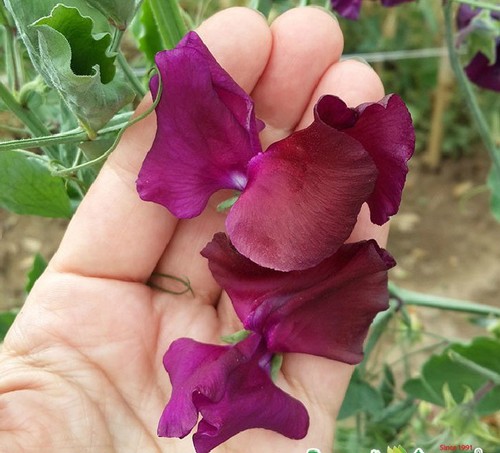 Giant sweet pea seeds - sweet,