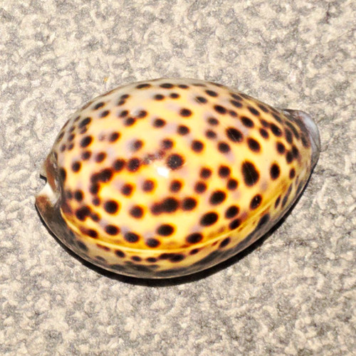 Spotted natural cowrie shell - cowrie,