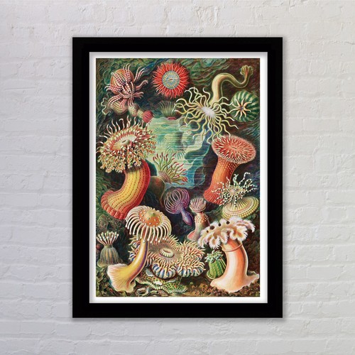 Framed anemones ernst - framed, by