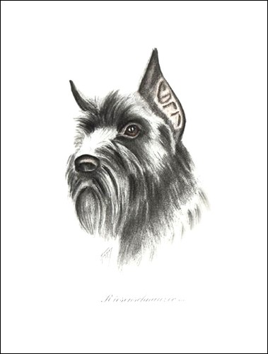 Schnauzer giant standard dog - giant,
