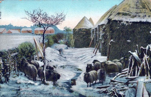 Herd sheep shelter from - herd,