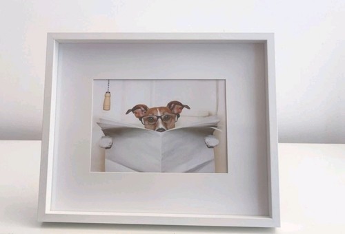 Jack russell dog reading - dog, a