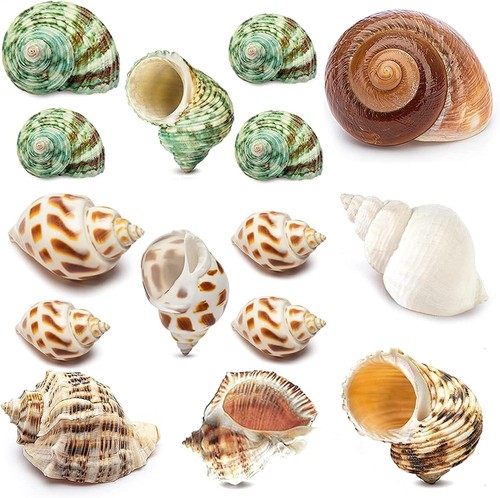 15pcs hermit crab - crab, (7