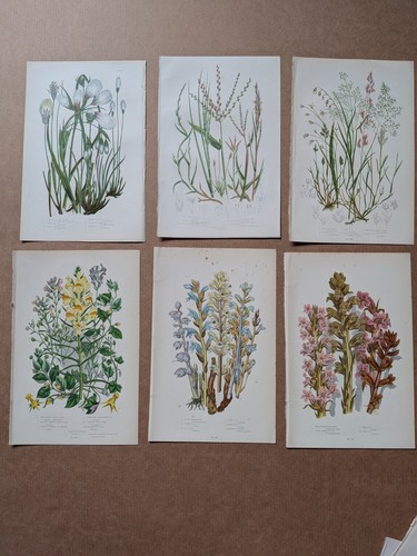 Coloured antique botanical - antique,