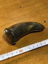 Antique Victorian cow horn