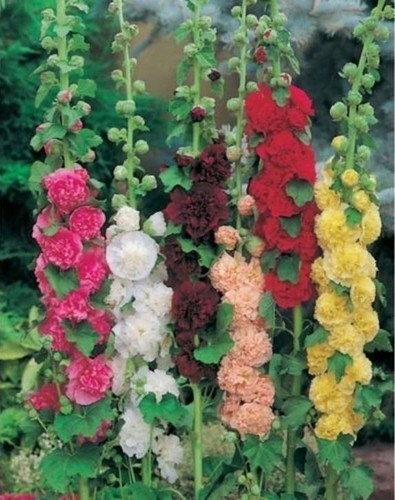 Hollyhock alcea chater double - hollyhock,