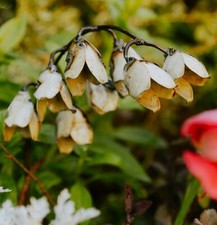 Hand Crafted Metal Flowers - Lily of the Valley Outdoor/Indoor Ornament