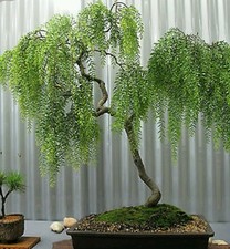 Weeping tea tree! RARE! Hardy!!! Ideal indoor or outdoor bonsai! Fresh seeds!