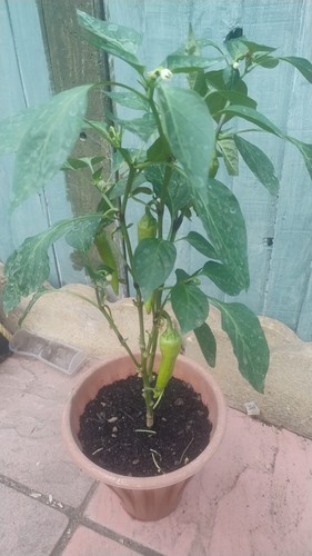 Green non spicy chilli plant - green,