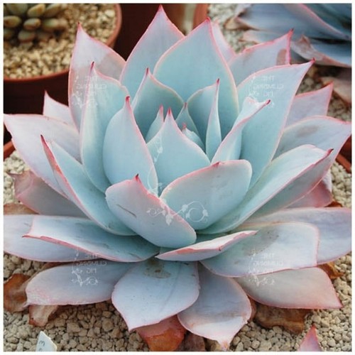 Echeveria cante seeds 10 - echeveria,