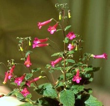 Sinningia Apricot rare exotic