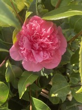 Two Pink Camellia 'Debbie'