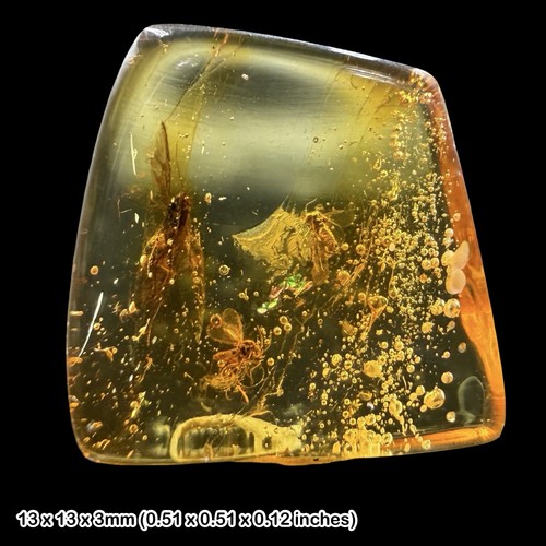 Baltic amber fossil - amber,