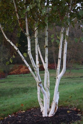 Betula utilis snow queen - utilis,