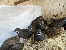 12 Chinese Painted Quail