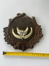 Wild Boar Tusk Teeth Trophy on Plaque Hunting Collector Taxidermy Decoration