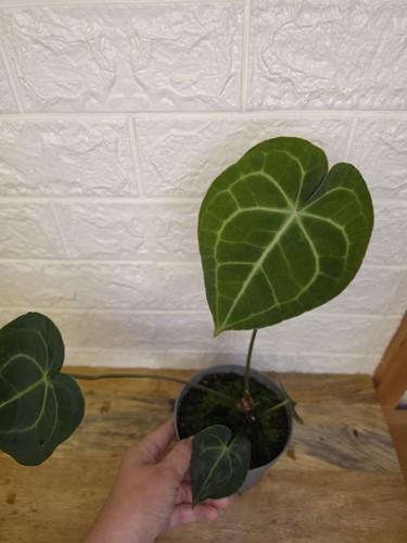Anthurium clarinervium 11 cm - clarinervium,