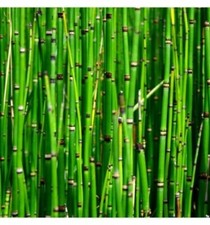 Horsetail Equisetum pond
