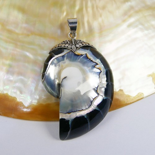 Large black nautilus shell - nautilus,