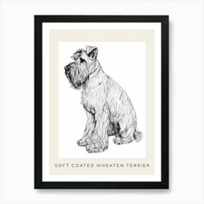 Soft Coated Wheaten Terrier