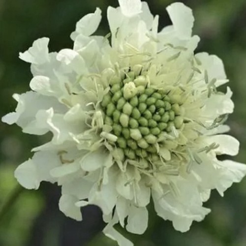 Cephalaria gigantea giant
