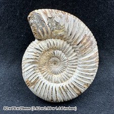 Rare perisphinctes ammonite
