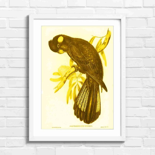 Vintage black cockatoo bird - vintage,