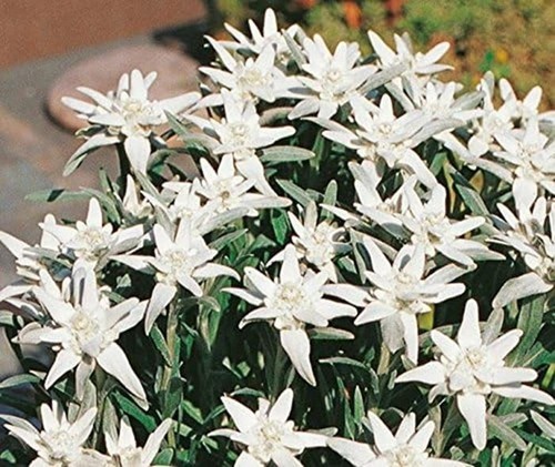 Edelweiss leonopodium alpinum - edelweiss,