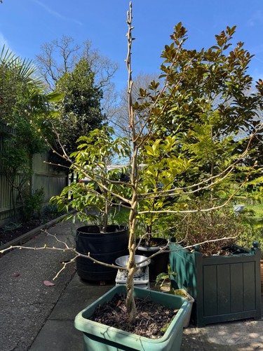 Ginkgo biloba maidenhair - ginkgo,