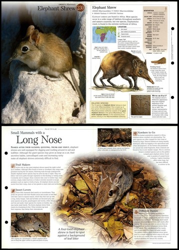 Elephant shrew 230 - mammals,