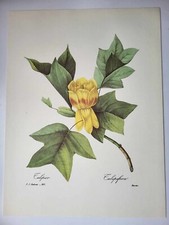 Most Beautiful Flowers Plant J