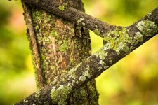 Large bag of Lichen on Branches Terrariums vivariums bioactive invertebrate