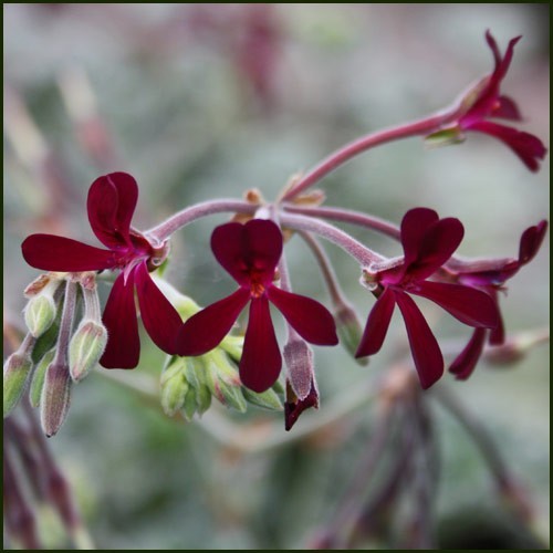 Pelargonium sidoides south - pelargonium,