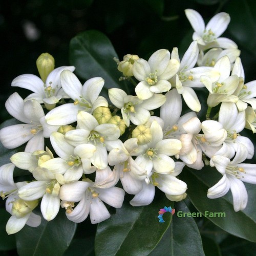 100 seeds murraya - seeds,