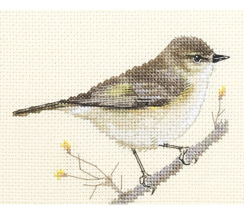 Chiffchaff garden bird - -, full