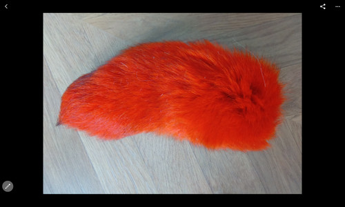 Arctic fox full tail bright - arctic,