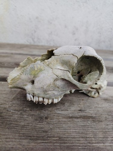 Real taxidermy sheep skull - real,