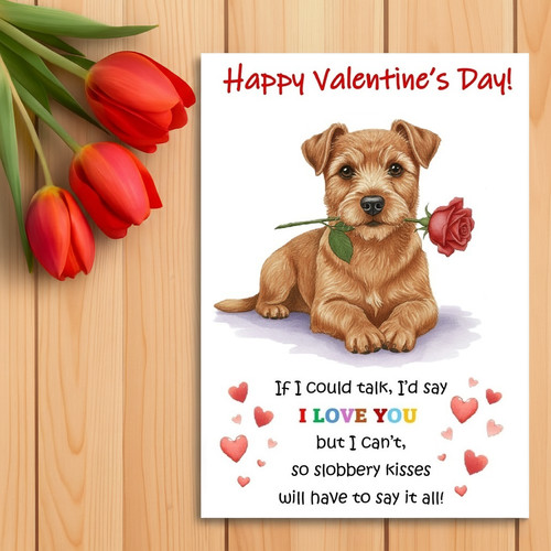 Norfolk terrier dog - norfolk,