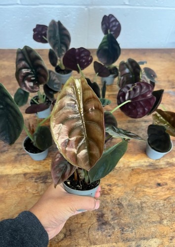Alocasia cuprea red - cuprea,