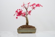 'Deshojo' Japanese Maple
