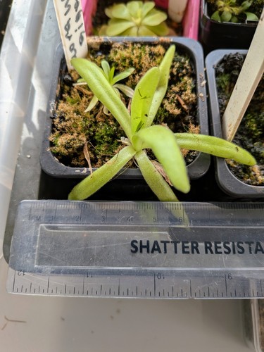 Mexican butterwort pinguicula - butterwort,