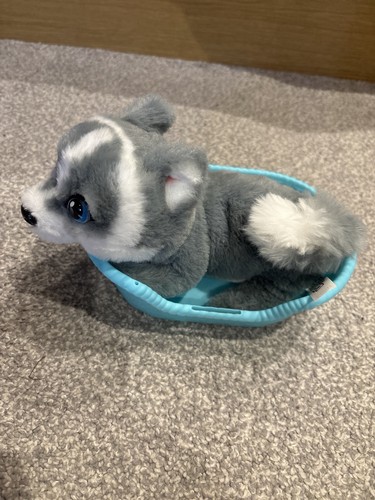 Little live pets - pets, aurora