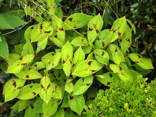 Persicaria virginiana - ,